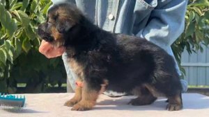 Баларис ТАГИРРА,  1 месяц 5 дней.