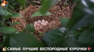 Цыплята и Курочки селяночки лучшие беспородные несушки 🥚 (290)