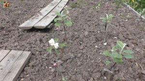 🌱Прививки яблонь прижились! 🍎Что делать дальше?