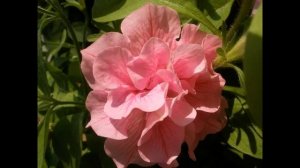 Такие супер махровые ПЕТУНИИ от роз не отличишь. Что в?