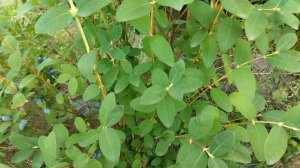 Сорт жимолости Бореал Бьюти (Boreal Beauty) 3 год после посад?