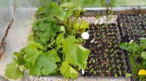 КАПЕЛЬНЫЙ ПОЛИВ СВОИМИ РУКАМИ для ТЕПЛИЦЫ. ТопСад