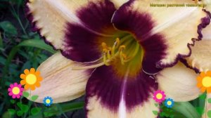 Лилейник гибридный Канадиен Бордер Патрол. Краткий об