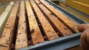 8 рамочный улей на рамку Дадан - осмотр отводка после з?