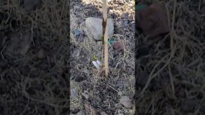 Обзор сада в Сибири