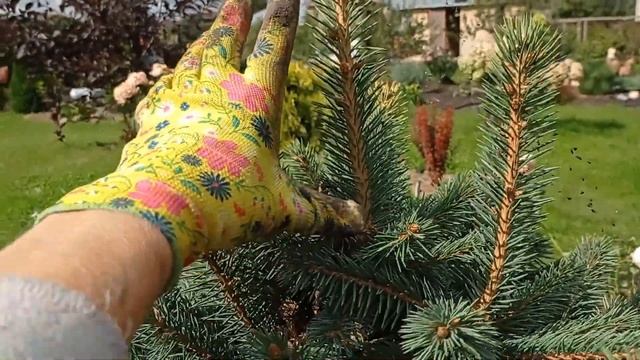 Пересадка 4-х летней гортензии/ приствольный круг у ел?