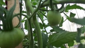 ТОМАТ ПУДОВИК - КАК ФОРМИРОВАТЬ? Ольга Чернова.