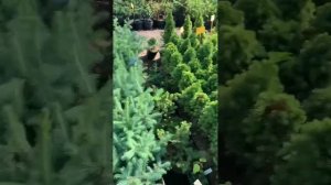 Обзор хвойных часть 2!