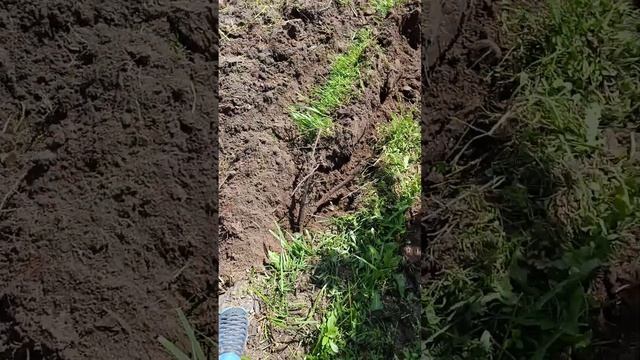 Мтз-132н разработка целины часть 2 смотреть онлайн