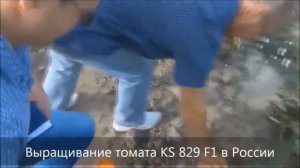 Выращивание томата АНИТА F1 KS 829