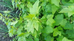 СМОРОДИНА (после подкормки)