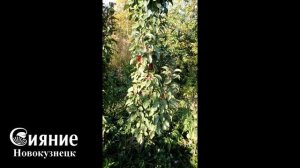 Колоновидные яблони в Сибири