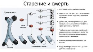 11. Размножение и развитие (9 класс) биология, подготовк?