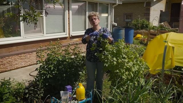 Скрутились листья у смородины что делать