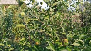 яблоня Скифское золото