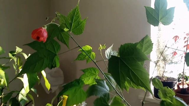 Абутилон, Комнатный клен. Как сформировать на высоком смотреть онлайн