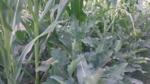 Подруга моей жены приехала на дачу, я тоже даче...