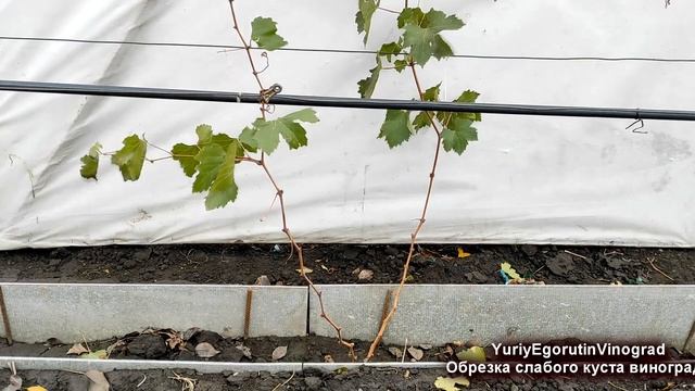 🍇 Как проводят ОБРЕЗКУ СЛАБОГО куста винограда? Этот
