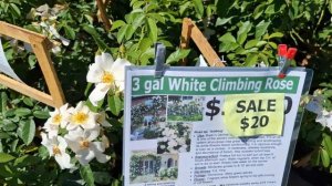 Розы на штамбе, Кустовые, Чайно- Гибридные, Плетистые -