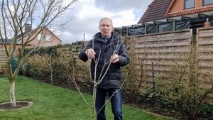 Как формировать молодые плодовые деревья