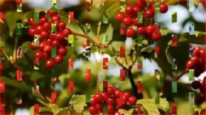 Ах ,калина ,калина 💥Красивая песня 💥