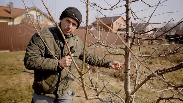 Три секретных способа обрезки черешни от практикующе? смотреть онлайн