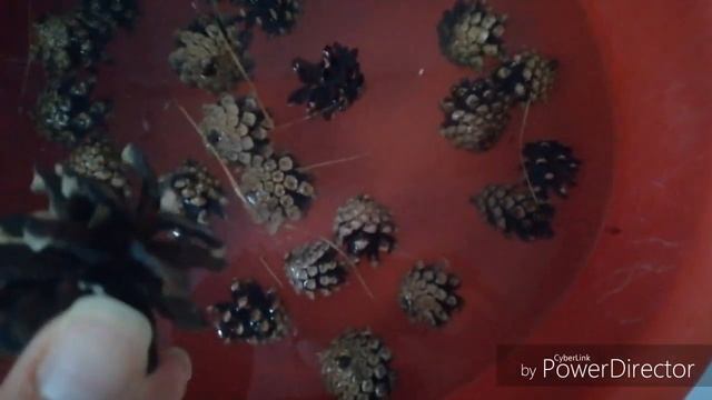 Что будет если кинуть шишки в кипяток?
Развитие мотори смотреть онлайн