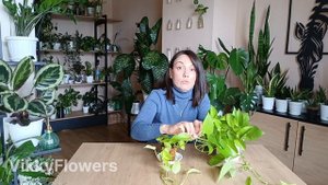 Филодендрон или Эпипремнум? 90% путают!В чём разница, по