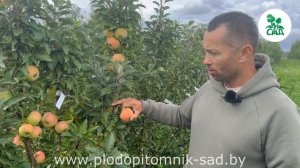 Яблоня колоновидная ИКША. СУПЕРЗИМОСТОЙКИЙ и УРОЖАЙН?