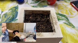 как мы выращивали розу и цикламен из семян