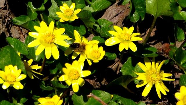 Первые цветы и пчёлы в марте / The first flowers and bees in March смотреть онлайн