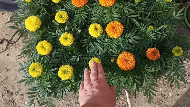 ПЕТУНЬЯ ПОСЛЕ ПРИЩИПКИ! ❄️ОЖИДАЕМ ЗАМОРОЗКИ! смотреть онлайн