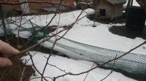 Как и когда правильно нарезать черенки для прививки я?