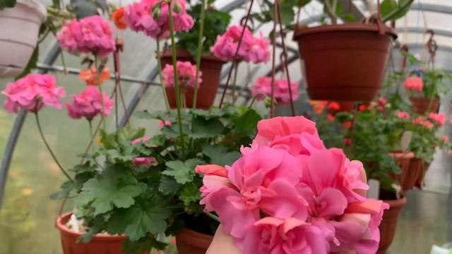 PG ZA Bengt Gunnar зонартик смотреть онлайн