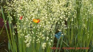 Трясунка средняя Расселс 🌿 средняя трясунка Расселс