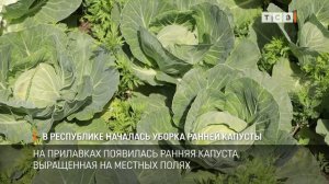 В республике началась уборка ранней капусты