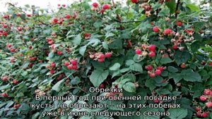 Малина Бабье лето