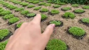 Солома как мульча для картофельного поля.