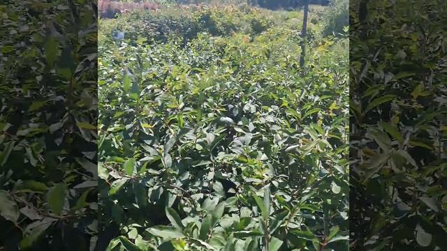 Жимолость съедобная выращиваем в саду смотреть онлайн