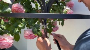 Спасение Штамбовой Розы с Помощью Прививки Почек