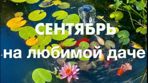 СЕНТЯБРЬ НА ЛЮБИМОЙ ДАЧЕ/ 2025г