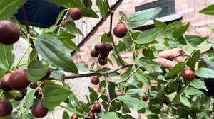 Спасаем урожай унаби (зизифуса, китайского финика)