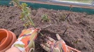 Черенки роз не только укоренились но и перезимовали о?