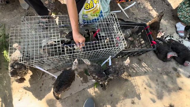 29-ИЮНЬ НОКИС РАЙОН ТАУЫК БАЗАР БАХАЛАРЫ МАКЕН КОРАЗ КО смотреть онлайн