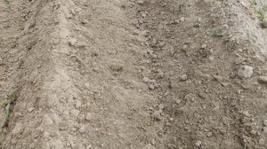 Прополка картофеля ежами для мотоблока 24.05.2025