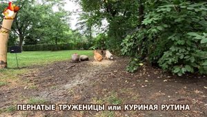 Куры несушки свободного выгула и их обычная куриная рутина – эпизод (688)