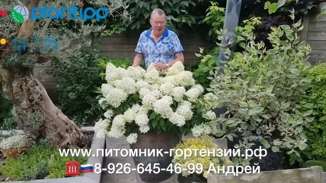 Hydrangea paniculata Skyfall ('Frenne'PBR) EU 58372 Скайфолл, лучший сорт с бе смотреть онлайн