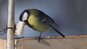 Синица в кормушке