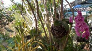 ЦВЕТЕНИЕ КРАСИВЫХ ГИБРИДОВ КАТТЛЕЙ. Rlc. Golf Green 'Hair Pig'