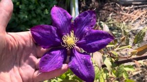 Даниэль Деронда Клематис, июнь 2025